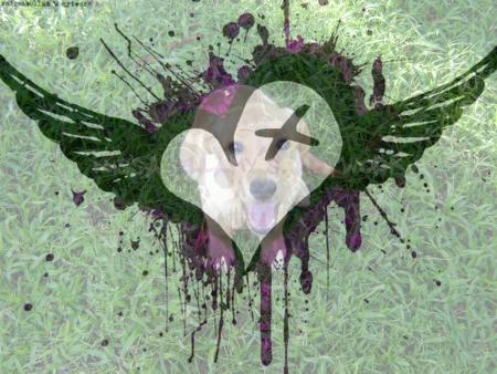 bin c ma p'tit chewi ki grandi cro vite